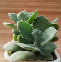 Kalanchoe milloti