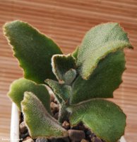 Kalanchoe beharensis cv. Fang