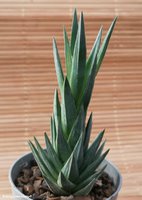 Haworthia glauca                                 