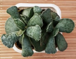 Adromischus cooperi 