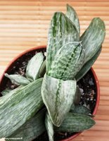 Gasteria maculata f.variegata