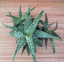 Aloe rauhii cv. Doran Black