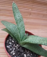 Gasteria glauca        