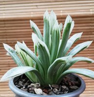 Haworthia cooperi variegata