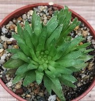 Haworthia kikuhigasa