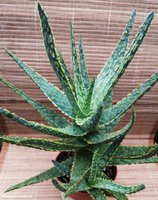 Aloe Vitro