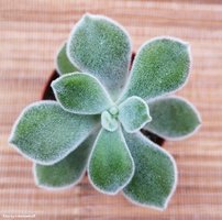 Echeveria pulvinata Frosty