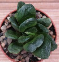 Haworthia Maughanii hybrid          