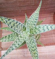 Aloe sladeniana Х Aloe rauchii