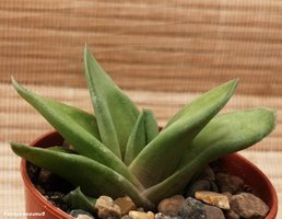 Gasteria cv. Green ice