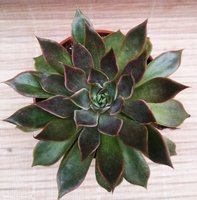 Echeveria cv. Mensa 