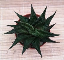 Haworthia limifolia spiral