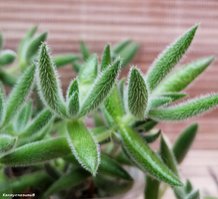 Crassula mesembryanthemoides