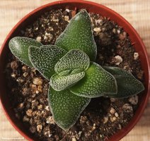 Crassula Frosty                         