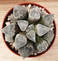 Haworthia pygmaea cv. Powder Snow    