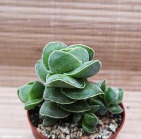 Crassula Ivory Pagoda