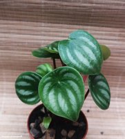 Peperomia argyreia ( Арбузик)