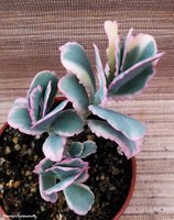 Kalanchoe fedtschenkoi variegata