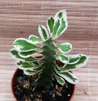 Euphorbia trigona white variegata