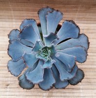 Echeveria shaviana Truffles    