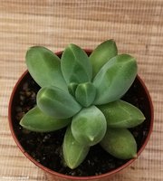 Pachyphytum compactum  