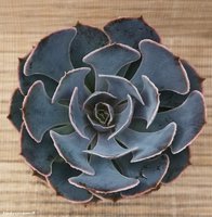 Echeveria shaviana