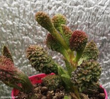 Adromischus marianae Coral Red                      