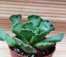 Adromischus cristatus 