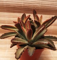 Kalanchoe tomentosa 'Chocolate Soldier' 