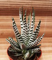 Haworthia fasciata Alba