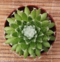 Sempervivum arachnoideum