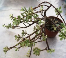 Portulacaria afra f.variegata