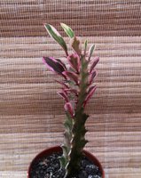 Euphorbia trigona pink variegata