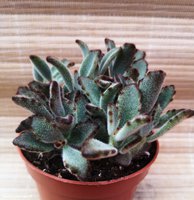 Kalanchoe tomentosa 