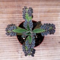 Kalanchoe serrata