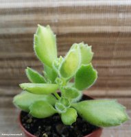 Cotyledon ladismithiensis Variegata