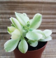 Cotyledon ladismithiensis Variegata (marginata)