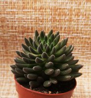 Sinocrassula yunnanensis