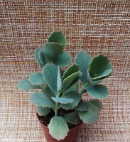 Kalanchoe fedtschenkoi