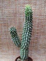 Hoodia Gordonii