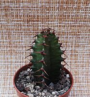 Euphorbia canariensis