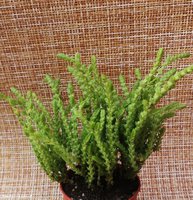 Crassula lycopodioides