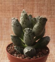 Adromischus festivus