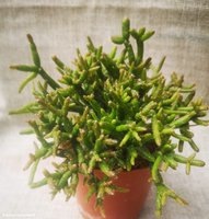 Rhipsalis Burchellii    