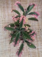 Kalanchoe serrata variegatа (Pink Butterflies) 