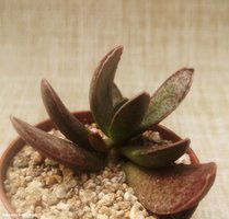 Adromischus triginus   