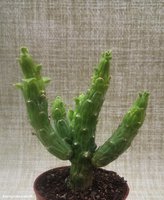 Monadenium Ellenbeckii    