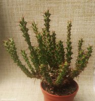 Euphorbia Lenewtonii