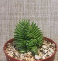 Crassula pyramidalis X congesta 