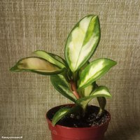 Hoya carnosa variegata